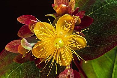 《生化危机4：重制版》正式版并未解决体验版反馈问题